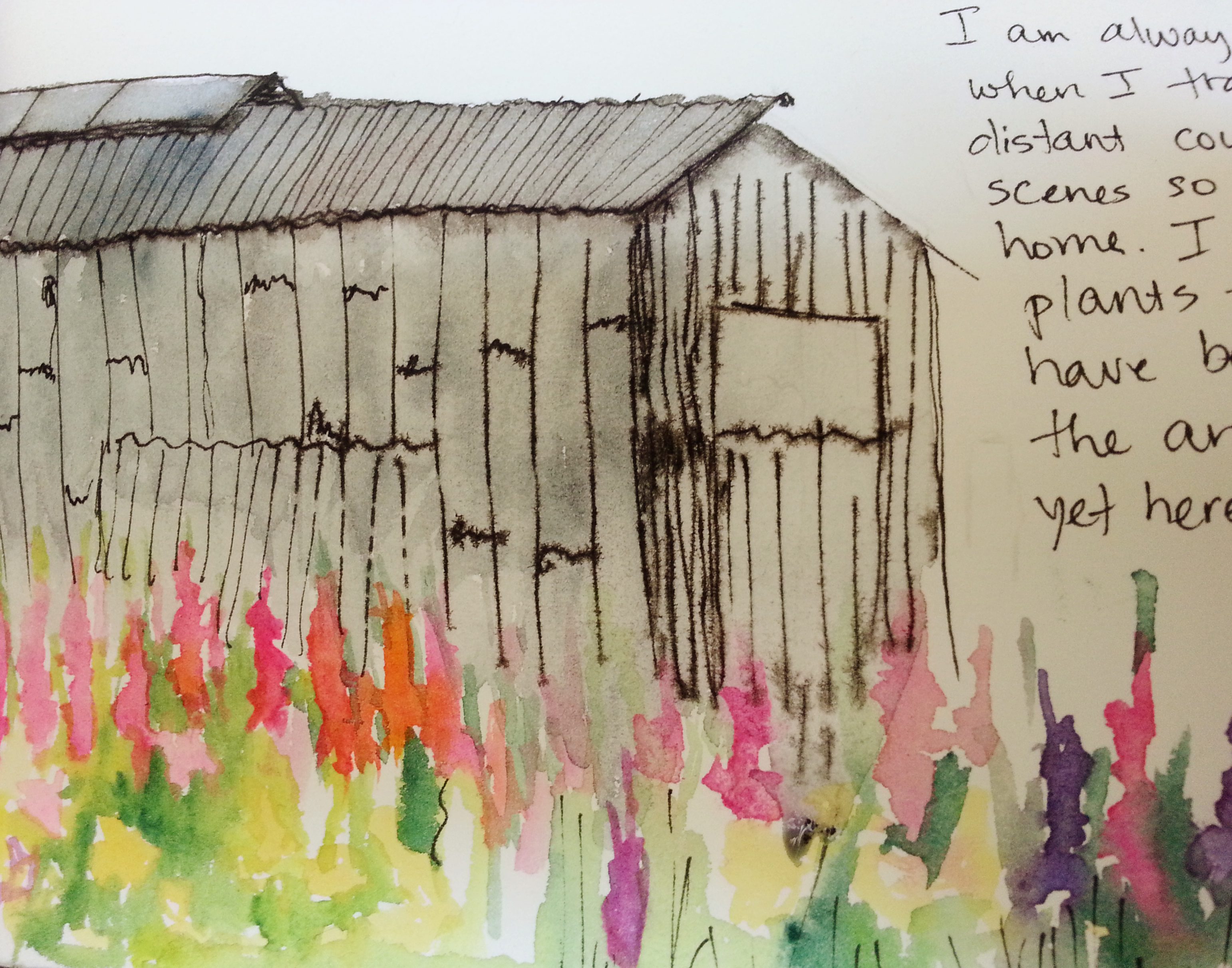 May 27, 2013 I am always surprised when I travel to a far, distant country and see scenes so familiar from home.  I expect the plants to be strange, have become used to the ancient architecture, yet here is a field of hollyhocks underlining an ordinary barn of wood and corrugated tin.